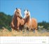 times&more Pferde Bildkalender 2026 - Bild 4