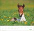 times&more Pferde Bildkalender 2026 - Bild 5