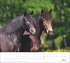 times&more Pferde Bildkalender 2026 - Bild 6