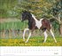 times&more Pferde Bildkalender 2026 - Bild 7