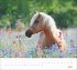 times&more Pferde Bildkalender 2026 - Bild 8
