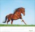 times&more Pferde Bildkalender 2026 - Bild 9
