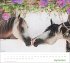 times&more Pferde Bildkalender 2026 - Bild 10