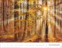 Schönheit des Waldes Posterkalender... - Bild 12