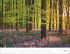 Schönheit des Waldes Posterkalender... - Bild 6