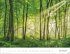 Schönheit des Waldes Posterkalender... - Bild 9