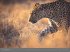 Afrika - Edition Alexander von Humboldt... - Bild 13