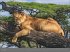 Afrika - Edition Alexander von Humboldt... - Bild 6