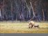 Afrika - Edition Alexander von Humboldt... - Bild 7