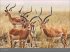 Afrika - Edition Alexander von Humboldt... - Bild 9