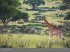 Afrika - Edition Alexander von Humboldt... - Bild 10
