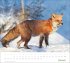 times&more Heimische Tiere Bildkalender... - Bild 2