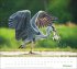 times&more Heimische Tiere Bildkalender... - Bild 11