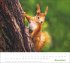 times&more Heimische Tiere Bildkalender... - Bild 12