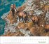 times&more Heimische Tiere Bildkalender... - Bild 13