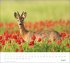 times&more Heimische Tiere Bildkalender... - Bild 7