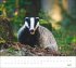 times&more Heimische Tiere Bildkalender... - Bild 8
