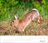 times&more Heimische Tiere Bildkalender... - Bild 9