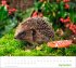times&more Heimische Tiere Bildkalender... - Bild 10
