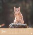 Katzen Postkartenkalender Kleine Tiger... - Bild 2
