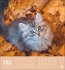 Katzen Postkartenkalender Kleine Tiger... - Bild 11