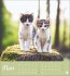 Katzen Postkartenkalender Kleine Tiger... - Bild 12