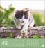 Katzen Postkartenkalender Kleine Tiger... - Bild 3