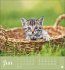 Katzen Postkartenkalender Kleine Tiger... - Bild 7