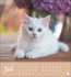Katzen Postkartenkalender Kleine Tiger... - Bild 8