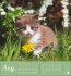 Katzen Postkartenkalender Kleine Tiger... - Bild 9
