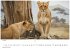 Wilde Tiere Afrikas Kalender 2026 -... - Bild 2
