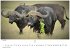 Wilde Tiere Afrikas Kalender 2026 -... - Bild 12
