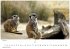 Wilde Tiere Afrikas Kalender 2026 -... - Bild 3