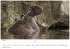 Wilde Tiere Afrikas Kalender 2026 -... - Bild 5
