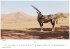 Wilde Tiere Afrikas Kalender 2026 -... - Bild 6
