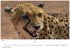 Wilde Tiere Afrikas Kalender 2026 -... - Bild 7