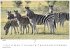 Wilde Tiere Afrikas Kalender 2026 -... - Bild 8