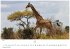 Wilde Tiere Afrikas Kalender 2026 -... - Bild 9