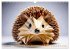 Wilde Origami Tiere (Wandkalender 2026... - Bild 4