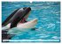 Wale und Delfine - Intelligente... - Bild 5