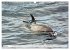Wale und Delfine - Intelligente... - Bild 10