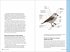 Birds of the Pacific Northwest for Kids - Bild 9