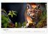 Luchse - die Stimme der Wildnis... - Bild 13