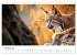Luchse - die Stimme der Wildnis... - Bild 8