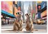Suricates à New York (Calendrier mural... - Bild 12
