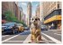 Suricates à New York (Calendrier mural... - Bild 5