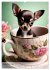 Kaffeepause mit Chihuahua - Kleine... - Bild 14