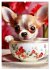 Kaffeepause mit Chihuahua - Kleine... - Bild 6