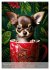 Kaffeepause mit Chihuahua - Kleine... - Bild 7