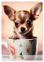Kaffeepause mit Chihuahua - Kleine... - Bild 14